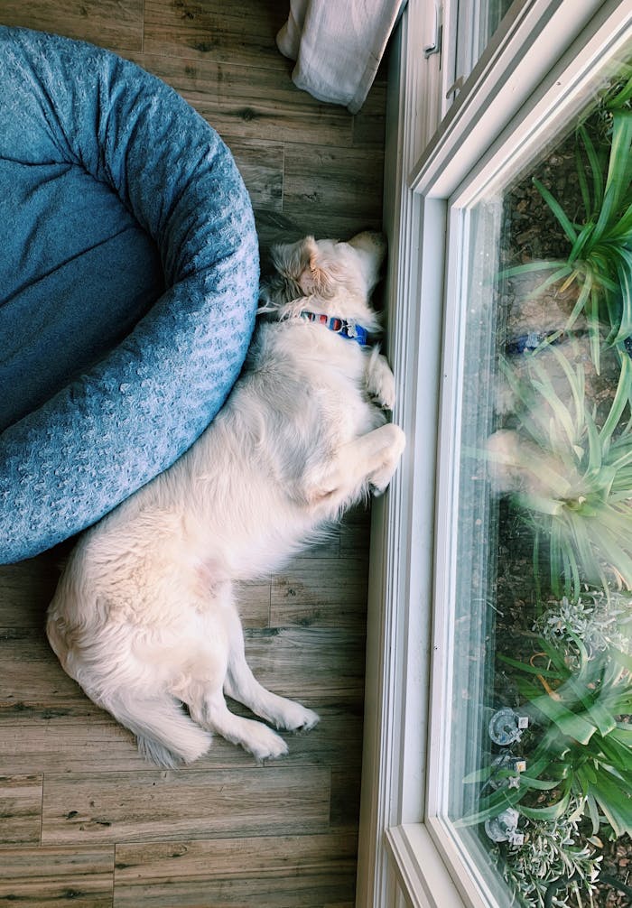 White dog sleeping by a window on a wooden floor, capturing a peaceful moment indoors.