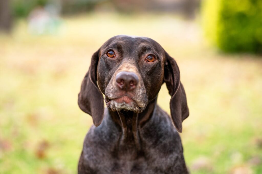 Portrait of a German Shorthaired Pointer with a blurred background in an outdoor setting.