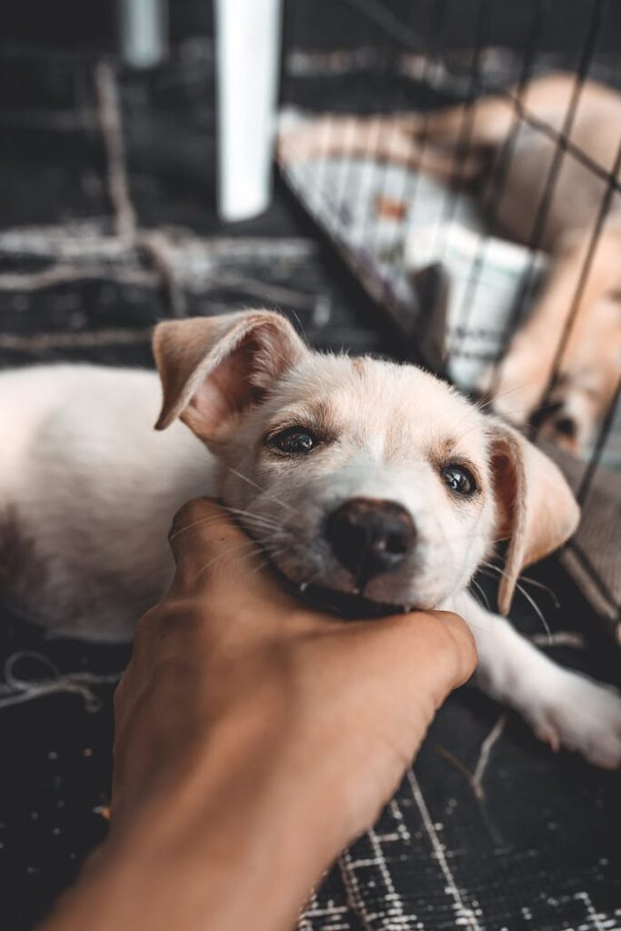 Cute puppy being gently held by a human hand inside a pet shelter.