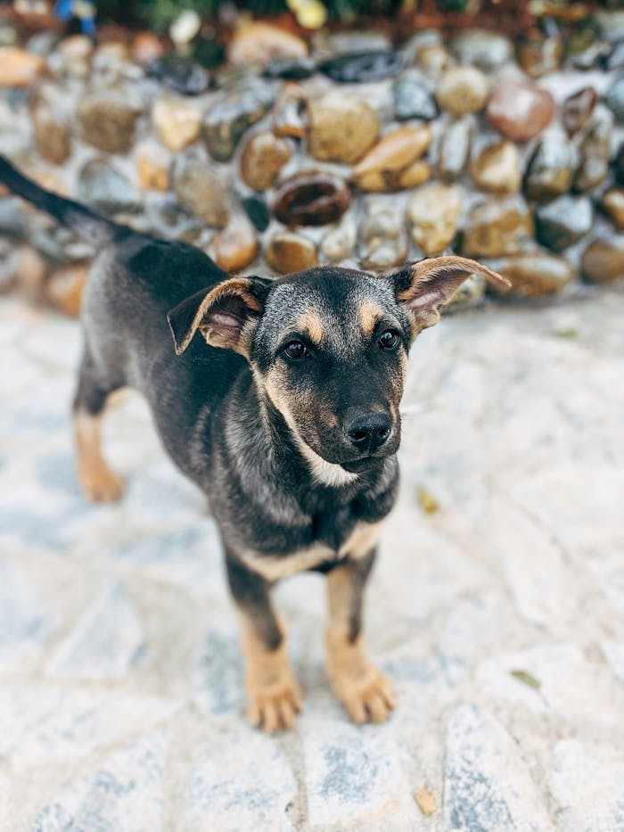 Charming puppy with brown fur standing on a stone pathway in Dalat, Vietnam.