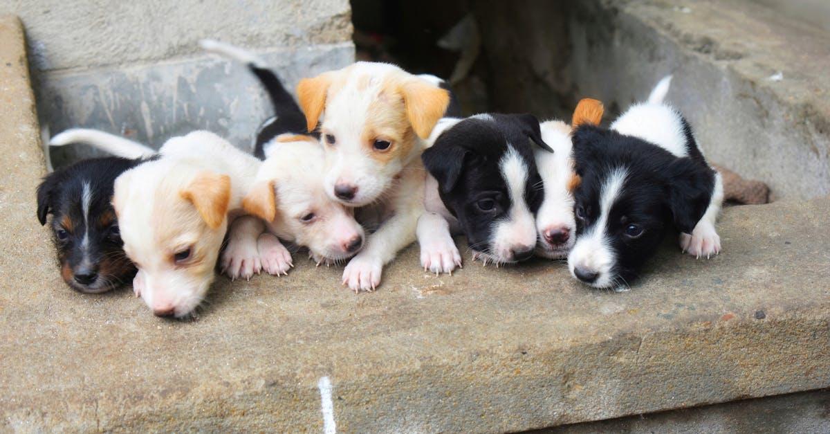 A close-up shot of six adorable puppies resting together on a stone surface.