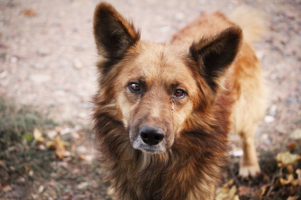 A close-up portrait of a fluffy brown stray dog looking directly at the camera outdoors.